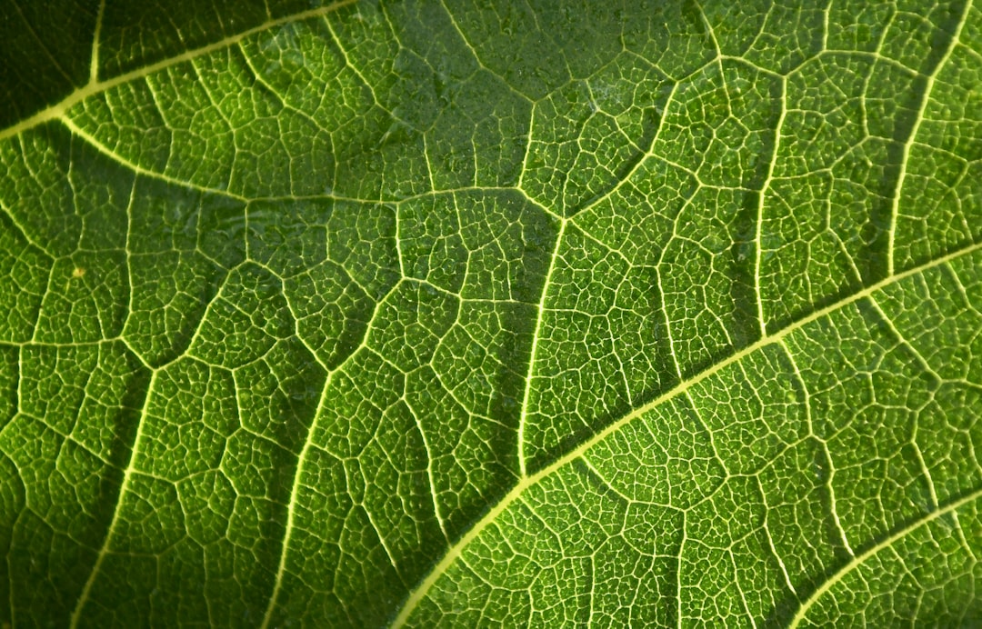 Biobaterie organiczne: zrównoważone źródło energii